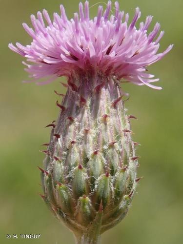 <i>Cirsium arvense</i> (L.) Scop., 1772 © H. TINGUY