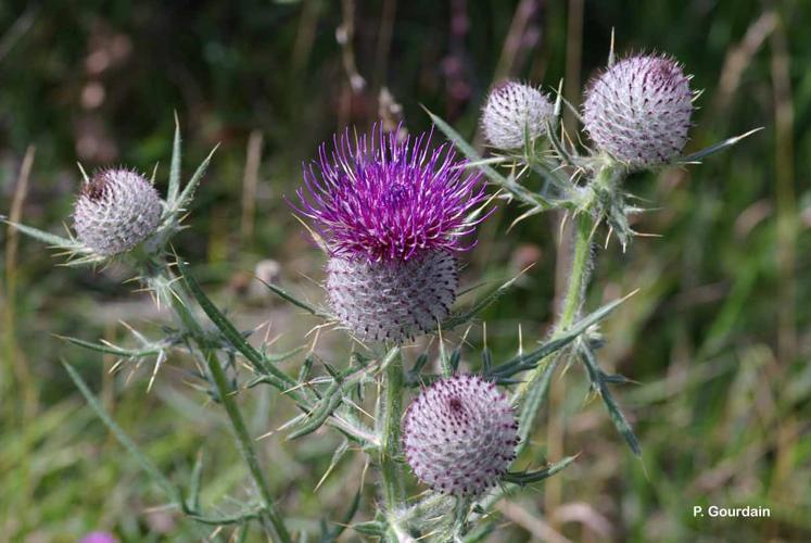 <i>Cirsium eriophorum</i> (L.) Scop., 1772 © P. Gourdain