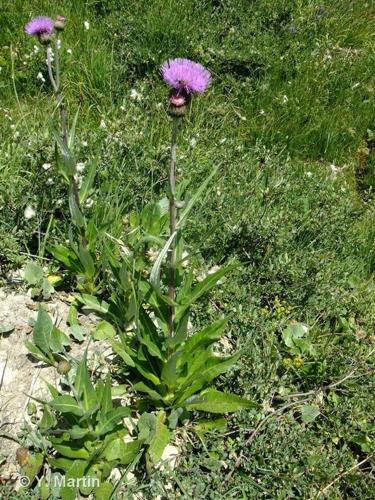 <i>Cirsium heterophyllum</i> (L.) Hill, 1768 © 