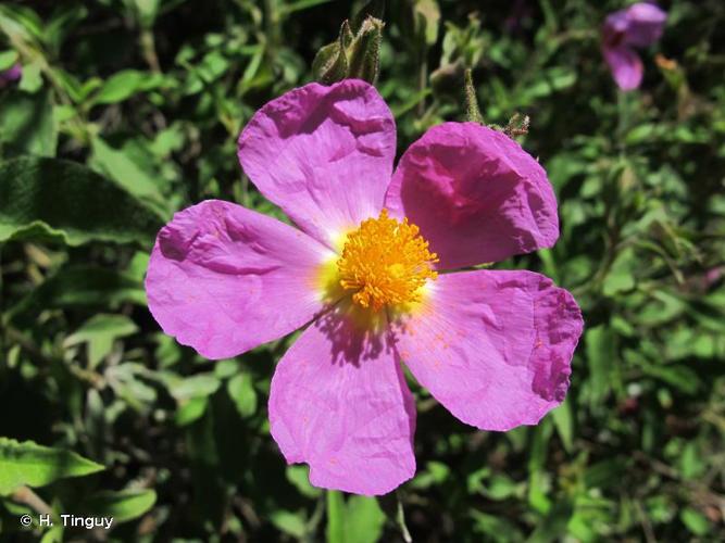 <i>Cistus creticus</i> L., 1759 © H. Tinguy