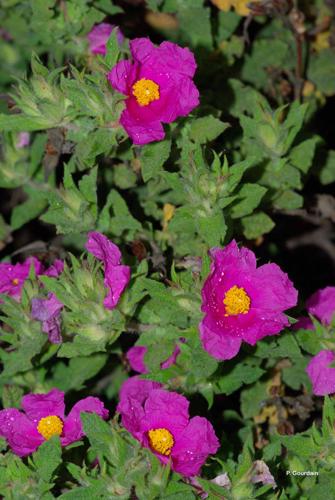 <i>Cistus crispus</i> L., 1753 © P. Gourdain