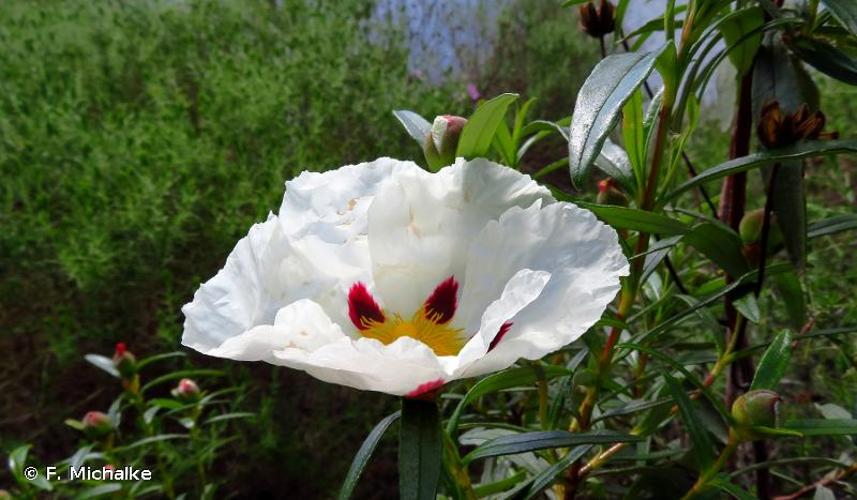 <i>Cistus ladanifer</i> L., 1753 © F. Michalke