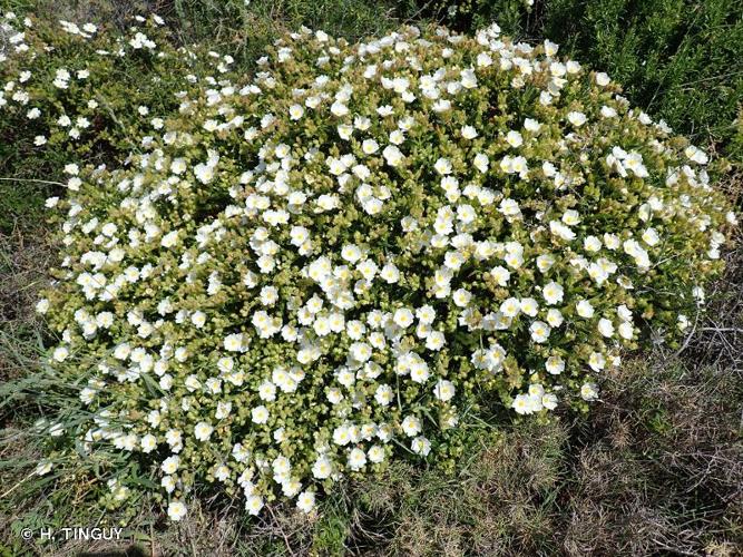 <i>Cistus monspeliensis</i> L., 1753 © H. TINGUY