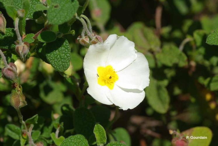 <i>Cistus salviifolius</i> L., 1753 © P. Gourdain