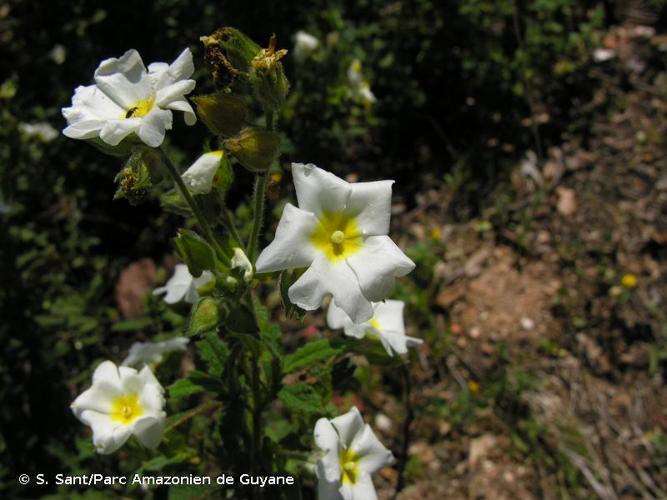 <i>Cistus </i>x<i> florentinus</i> Lam., 1786 © S. Sant/Parc Amazonien de Guyane