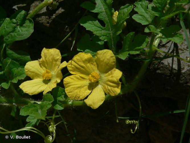 <i>Citrullus lanatus</i> (Thunb.) Matsum. & Nakai, 1916 © V. Boullet