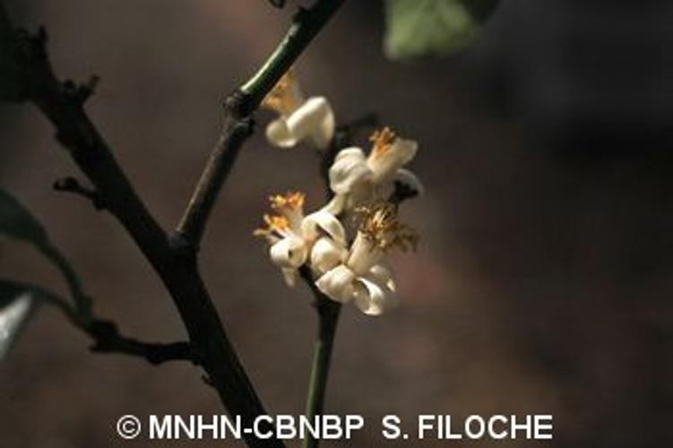 <i>Citrus medica</i> L., 1753 © MNHN-CBNBP S. Filoche