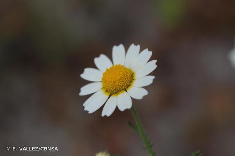 <i>Cladanthus mixtus</i> (L.) Chevall., 1827 © E. VALLEZ/CBNSA