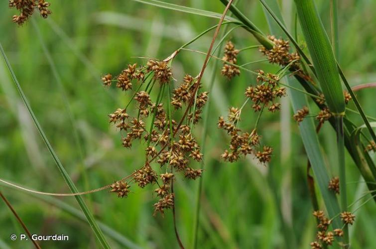 <i>Cladium mariscus</i> (L.) Pohl, 1809 © P. Gourdain