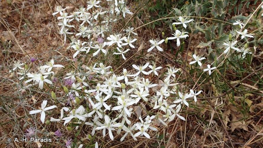 <i>Clematis flammula</i> L., 1753 © A.-H. Paradis