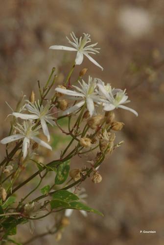 <i>Clematis recta</i> L., 1753 © P. Gourdain