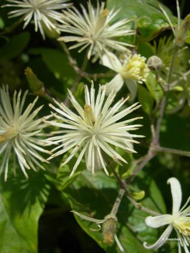 <i>Clematis vitalba</i> L., 1753 © P. Gourdain