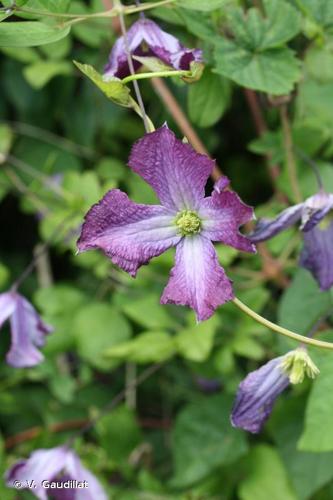 <i>Clematis viticella</i> L., 1753 © V. Gaudillat