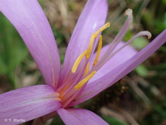 <i>Colchicum alpinum</i> DC., 1805 © 