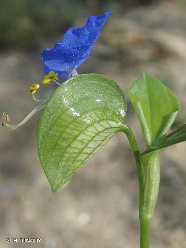 <i>Commelina communis</i> L., 1753 © H. TINGUY