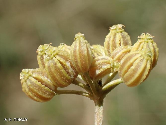 <i>Conium maculatum</i> L., 1753 © H. TINGUY