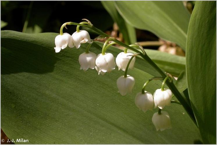 <i>Convallaria majalis</i> L., 1753 © 