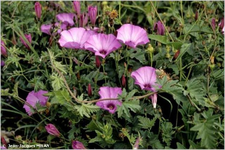 <i>Convolvulus althaeoides</i> L., 1753 © J.-J. Milan