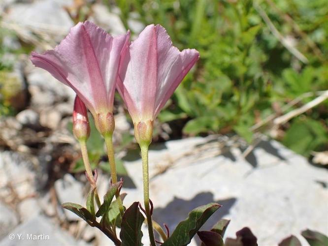 <i>Convolvulus arvensis</i> L., 1753 © 