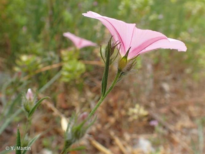 <i>Convolvulus cantabrica</i> L., 1753 © 