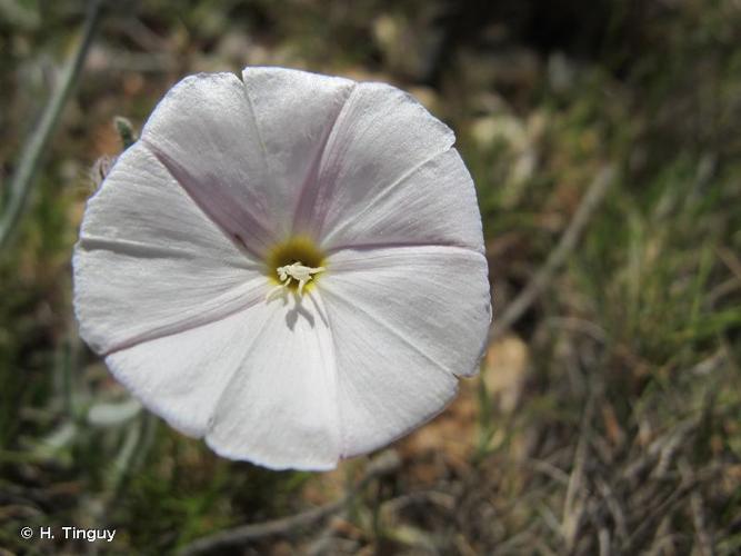 <i>Convolvulus lanuginosus</i> Desr., 1792 © H. Tinguy