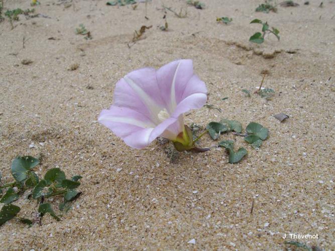 <i>Convolvulus soldanella</i> L., 1753 © J. Thévenot