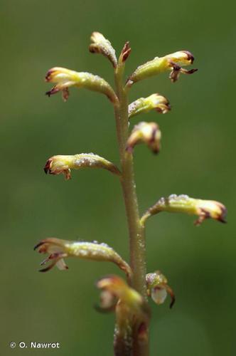 <i>Corallorhiza trifida</i> Châtel., 1760 © O. Nawrot