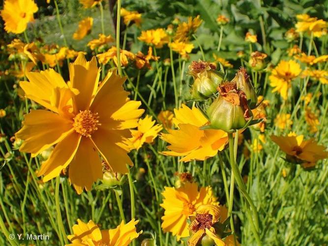 <i>Coreopsis lanceolata</i> L., 1753 © 