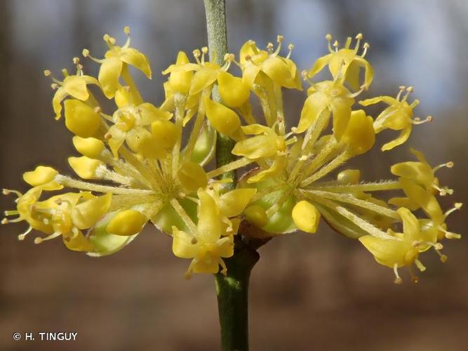 <i>Cornus mas</i> L., 1753 © H. TINGUY