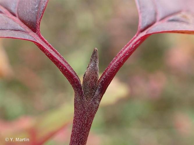 <i>Cornus sanguinea</i> L., 1753 © 