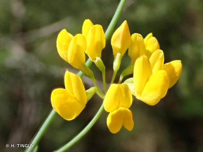 <i>Coronilla juncea</i> L., 1753 © H. TINGUY