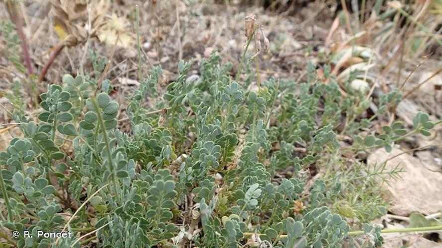 <i>Coronilla minima</i> L., 1756 © R. Poncet