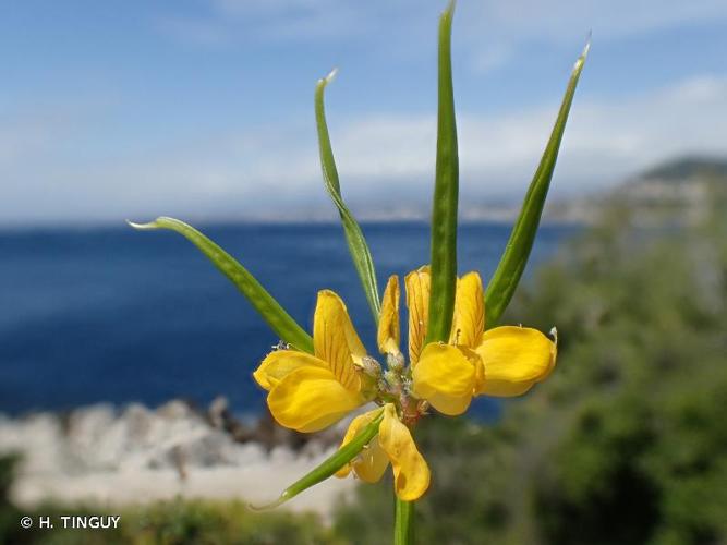 <i>Coronilla securidaca</i> L., 1753 © H. TINGUY