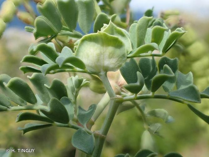 <i>Coronilla valentina</i> L., 1753 [nom. et typ. cons.] © H. TINGUY