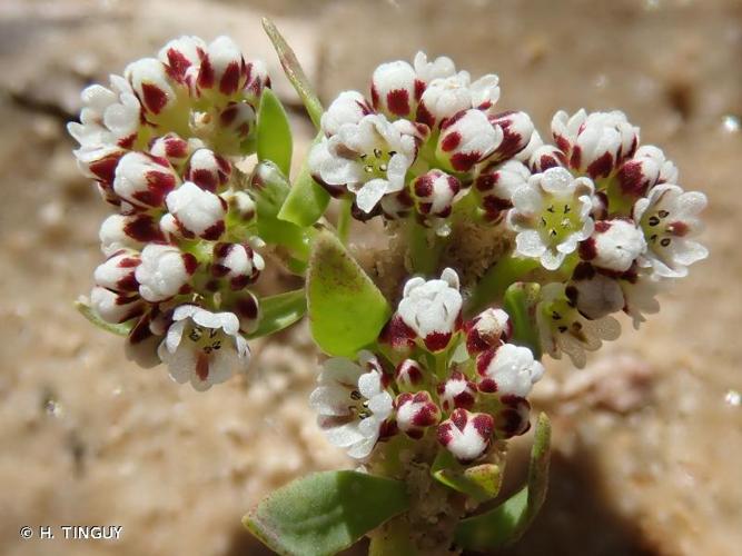 <i>Corrigiola litoralis</i> L., 1753 © H. TINGUY