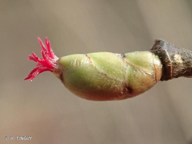 <i>Corylus avellana</i> L., 1753 © H. TINGUY