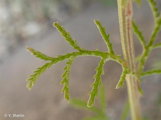 <i>Cota tinctoria</i> (L.) J.Gay ex Guss., 1844 © 