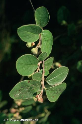 <i>Cotoneaster tomentosus</i> (Aiton) Lindl., 1822 © R. Dupré MNHN/CBNBP