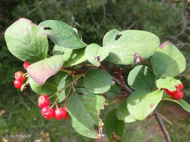 <i>Cotoneaster intermedius</i> (Lecoq & Lamotte) H.J.Coste, 1923 © H. TINGUY