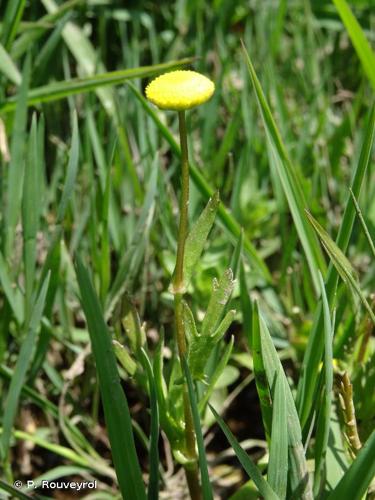 <i>Cotula coronopifolia</i> L., 1753 © P. Rouveyrol