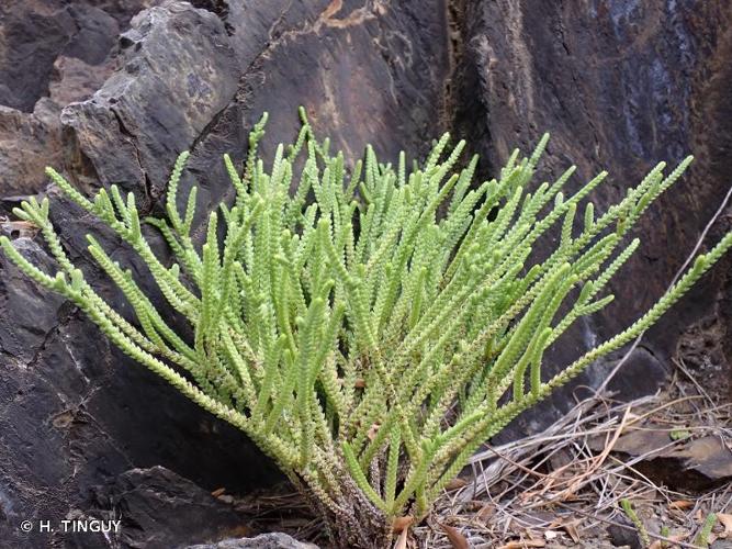 <i>Crassula muscosa</i> L., 1760 © H. TINGUY