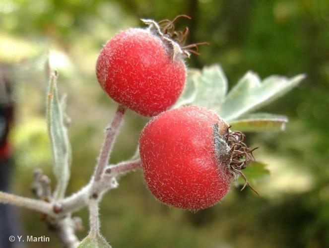 <i>Crataegus azarolus</i> L., 1753 © 