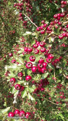 <i>Crataegus monogyna</i> Jacq., 1775 © O. Roquinarc'h