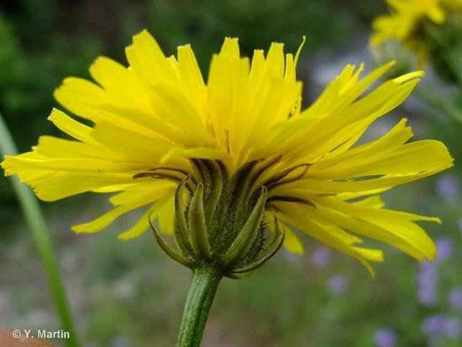 <i>Crepis biennis</i> L., 1753 © 