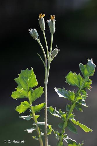 <i>Crepis bursifolia</i> L., 1753 © O. Nawrot