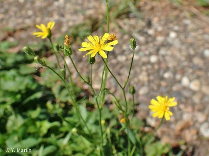 <i>Crepis capillaris</i> (L.) Wallr., 1840 © 