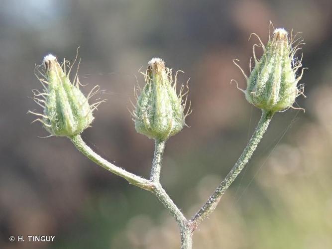 <i>Crepis micrantha</i> Czerep., 1964 © H. TINGUY