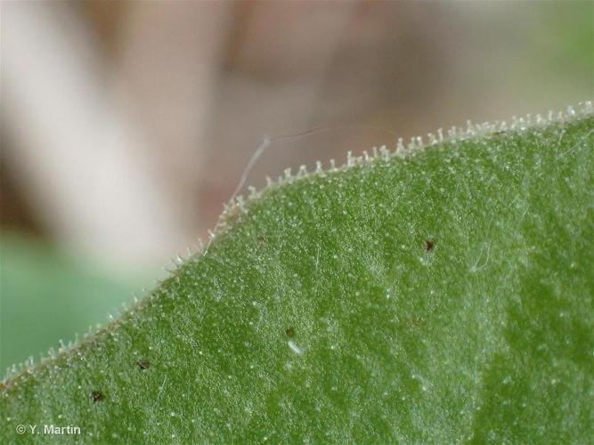 <i>Crepis pulchra</i> L., 1753 © 