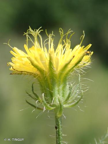 <i>Crepis setosa</i> Haller f., 1797 © H. TINGUY