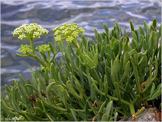 <i>Crithmum maritimum</i> L., 1753 © 